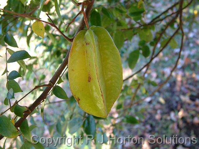 Starfruit (Carambola)